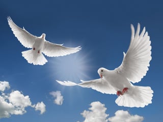 Fancy-Pictures-Of-White-Doves-Flying.jpg